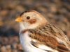 Snow Bunting at Shoebury Coastguards (Steve Arlow) (90546 bytes)